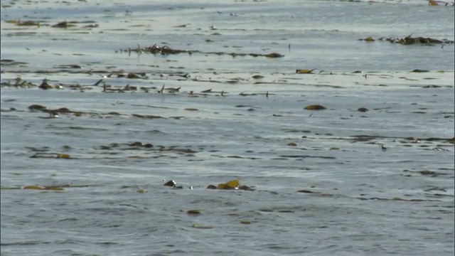 阿根廷Chubut的Madryn港，海豹在海藻中游泳视频素材