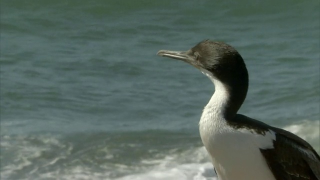 MS Sea Water Bird在阿根廷Chubut的Madryn港海滩上四处张望视频素材