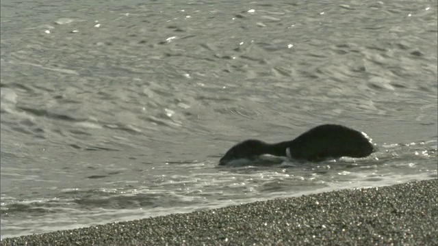 阿根廷Chubut马德林港附近的海滩上散步和游泳的小海豹视频素材