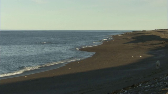 在瓦尔德斯半岛/马德林港，Chubut，阿根廷空荡荡的海滩和海洋视频素材