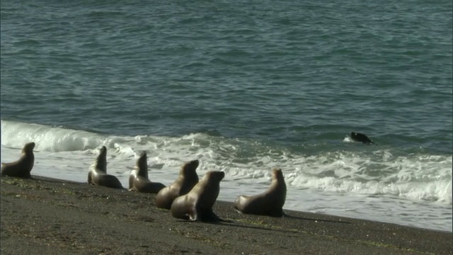 一群海豹站在水边望向大海/阿根廷丘布的马德林港视频素材