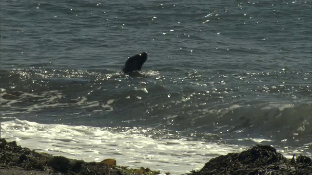 虎鲸在海岸线上捕猎海豹/马德林港，Chubut，阿根廷视频素材