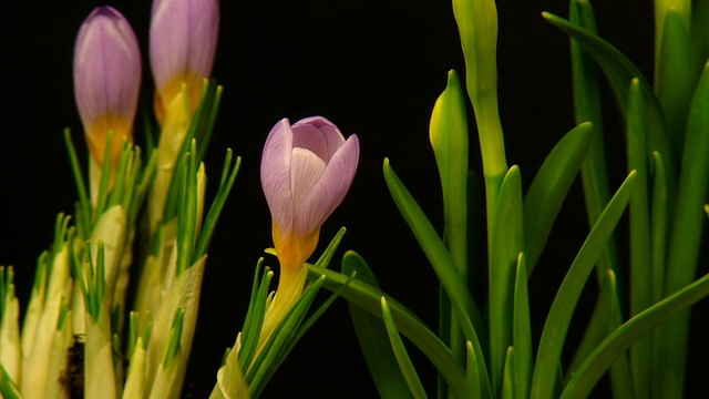 番红花盛开的花视频素材