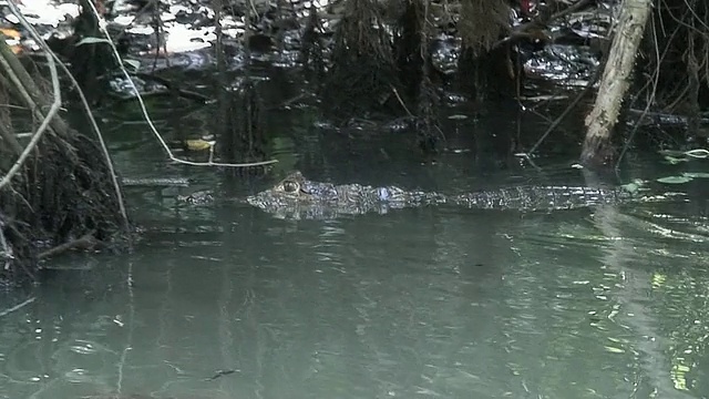 浑水里的凯门鳄视频素材