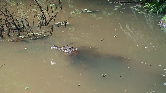 凯门鳄在水里视频素材