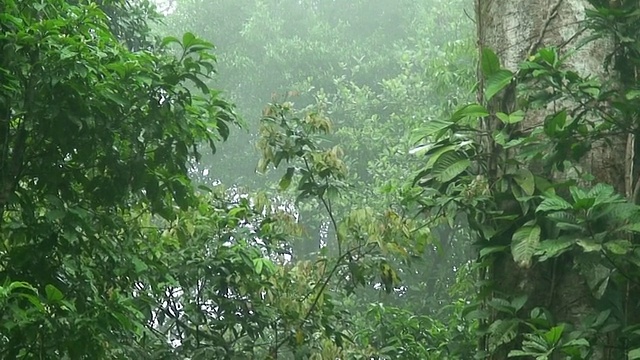 雨林中的雾视频素材