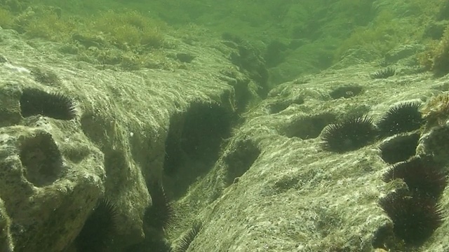 地中海的海胆视频素材