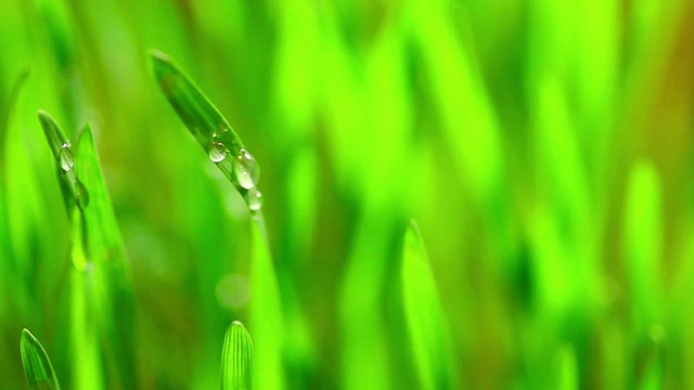 雨后草视频素材