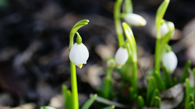 雪花莲特写视频素材