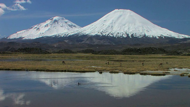 在智利的塔拉帕卡湿地，WS Nevados de Payachata倒影在平静的湖水中，鸭子在湖中游泳，美洲驼在吃草视频素材