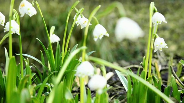 雪花莲视频下载