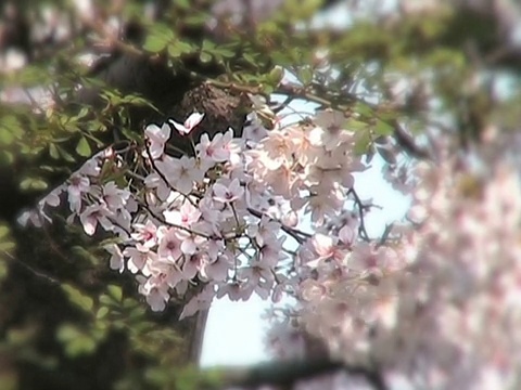 日本樱花盛开视频素材