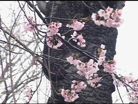 樱花树上的鸟视频素材