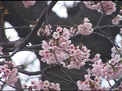 日本樱花早开视频素材