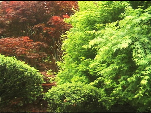 日本山上的夏季树叶视频素材