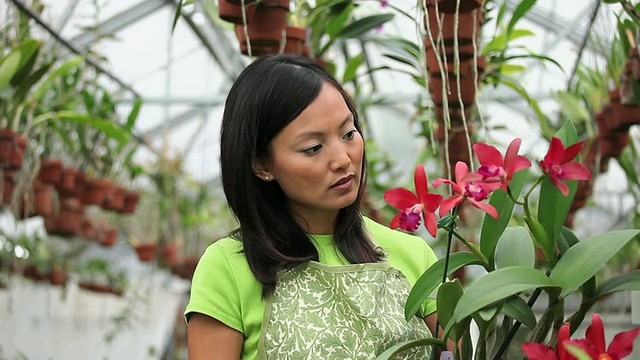 MS Florist in Greenhouse Full of orchid，巡检植物/ Richmond, Virginia, USA视频素材