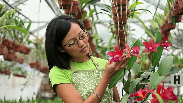 MS Florist in Greenhouse Full of orchid，巡检植物/ Richmond, Virginia, USA视频素材