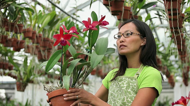 MS TU Florist in Greenhouse Full of orchid，巡检植物/ Richmond, Virginia, USA视频素材