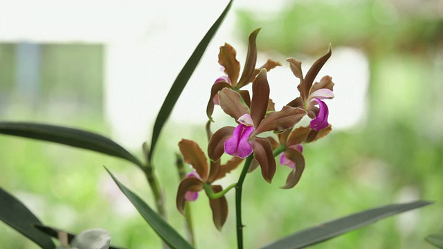 CU Orchid / Richmond，弗吉尼亚州，美国视频素材