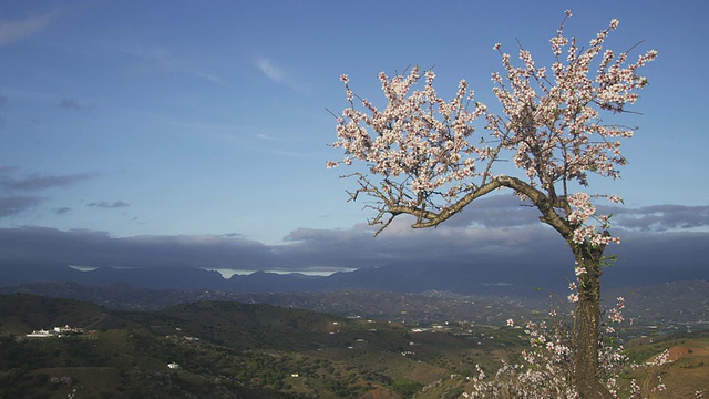 西班牙安达卢西亚马拉加山山坡上开花的甜杏仁树视频素材