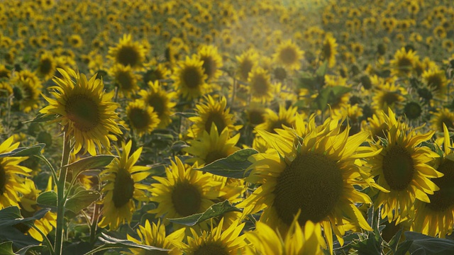 MS Field of sunflowers / Carmona，安达卢西亚，西班牙视频素材