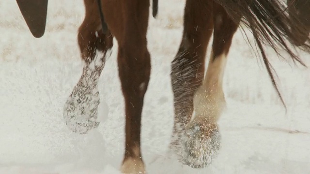 SLO MO CU后视图马的脚在雪/壳牌，怀俄明州，美国视频素材