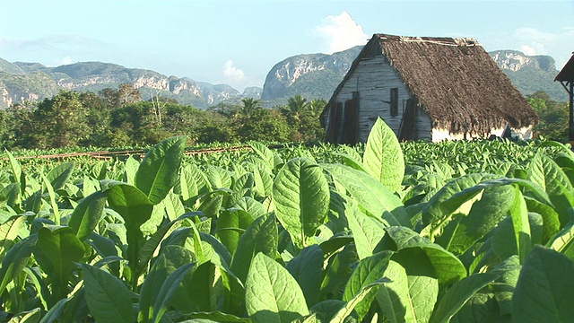 古巴Vinales / Pinar del里约热内卢的烟草田和茅屋视频素材