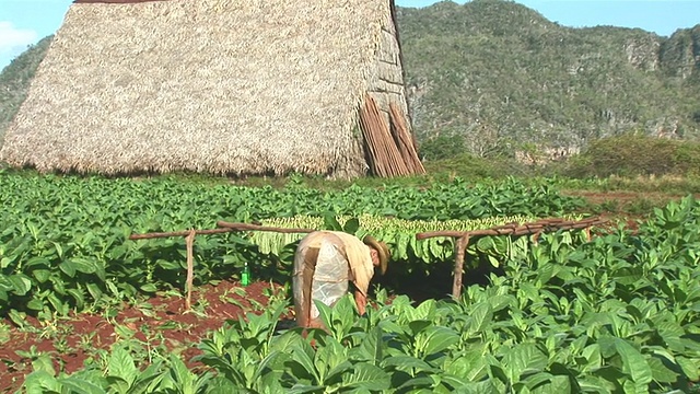 ZO Farmer女士在古巴Vinales / Pinar del里约热内卢的烟草地里工作视频素材