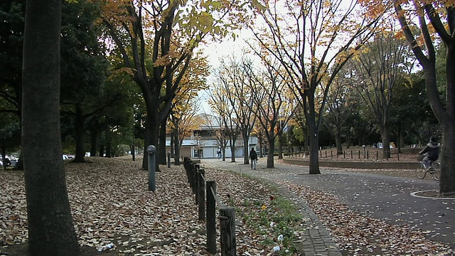 日本神奈川，川崎晚秋WS公园视频素材