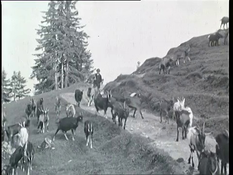 1937年奥地利阿尔卑斯山蒙太奇牧羊人视频素材