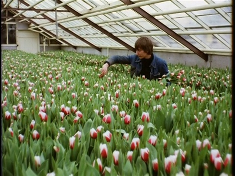 1980年，球茎田，温室里的郁金香，实验室里的花卉球茎研究，采集一株郁金香的雄蕊用于升级/瓦赫宁根，荷兰视频素材