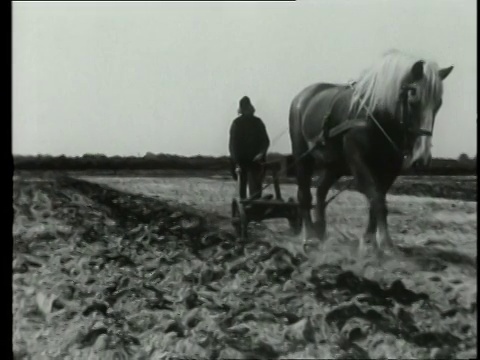 1953 B/W农民为农业和养牛准备土地/荷兰视频素材