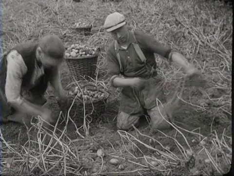 1940年，一名男子在田里采摘土豆，将一篮土豆倒在堆上/荷兰视频素材