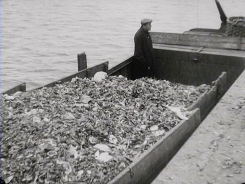 1942年，荷兰海牙，垃圾食物收集者，收集食物皮喂猪和牛视频素材