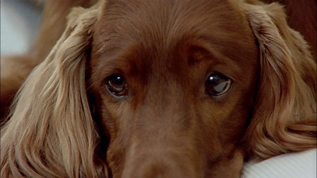 爱尔兰塞特犬躺在床上的毯子下看着相机的特写/放大当狗抬起头回应她的名字或一些其他的噪音/放大当她砰的一声把她的头放回去视频素材