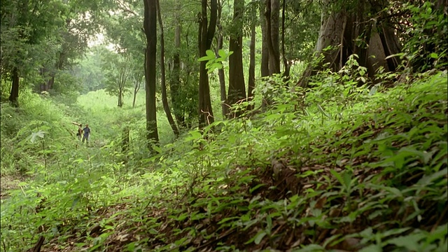 翠绿的森林与徒步旅行者的视野在背景/亚马逊，巴西视频素材