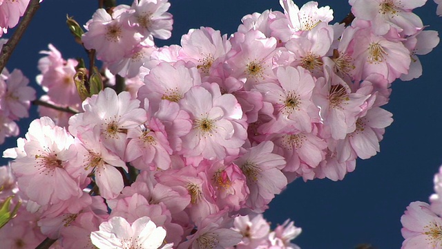 高清:粉红色的花朵视频素材