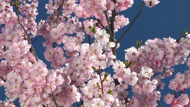 高清:粉红色的花朵视频素材