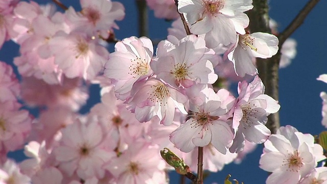 高清:粉红色的花朵视频素材