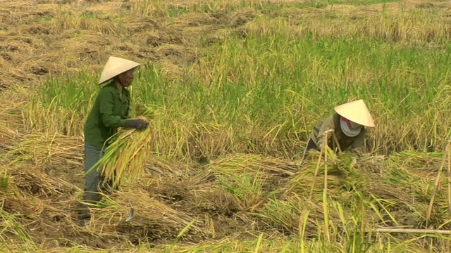 柬埔寨暹粒(Siem Reap)农村地区的小学和中学学生视频素材