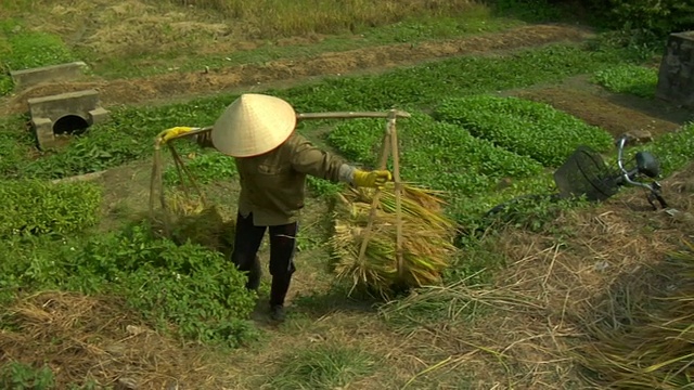 越南河内东北部的HA妇女正在收割水稻视频素材