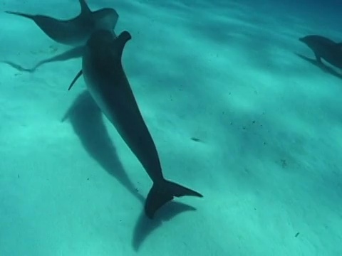 巴哈马群岛，斑点海豚在海里游泳视频素材