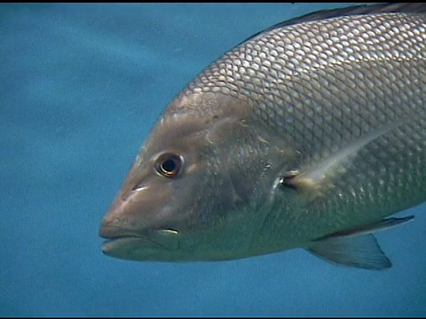 鱼在水族馆游泳视频素材