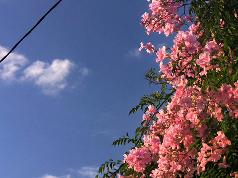 朋友:粉色的花视频素材