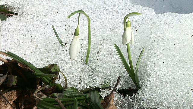 高清：雪铃视频素材