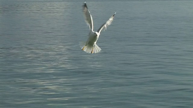 高清:海鸥视频素材