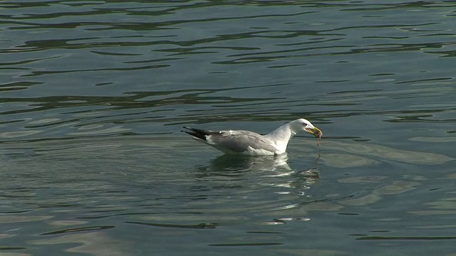 高清:海鸥视频素材