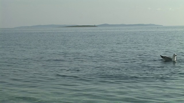 高清:海鸥视频素材