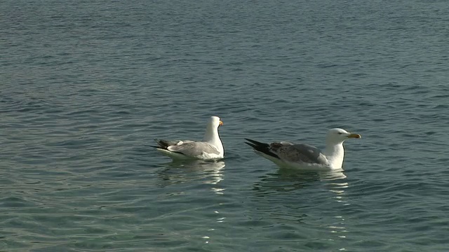 高清:海鸥视频素材