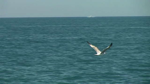 高清:飞翔的海鸥视频素材